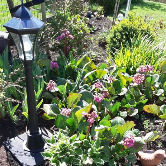 Solar lantaarn Sheffield midden hoog op zonne energie