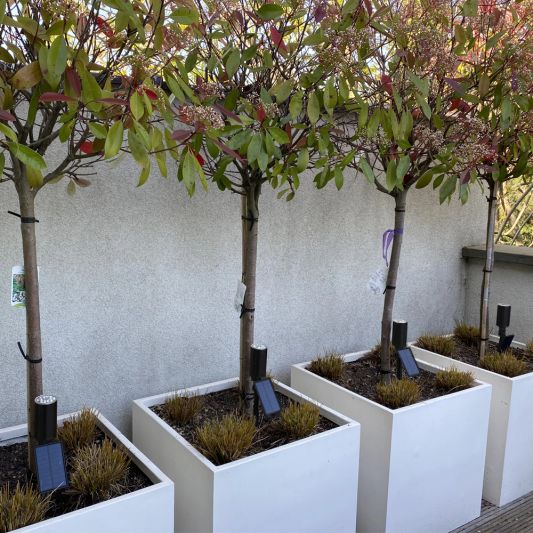 Solar spot Accent voordeelset met grondspies RVS warm wit