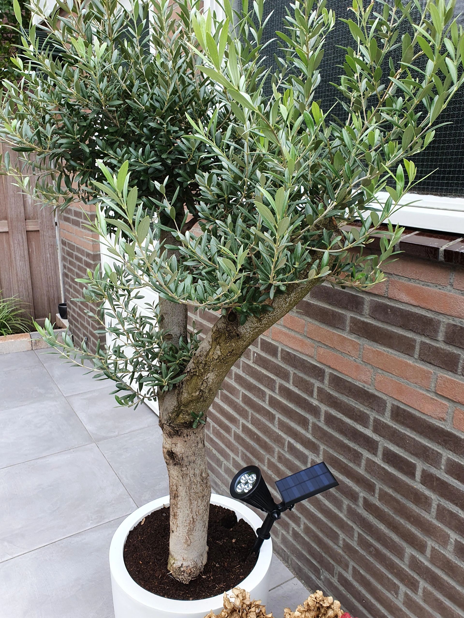 Solar spot Highlight voor wandmontage of grondspies - buitenlamp op zonne energie