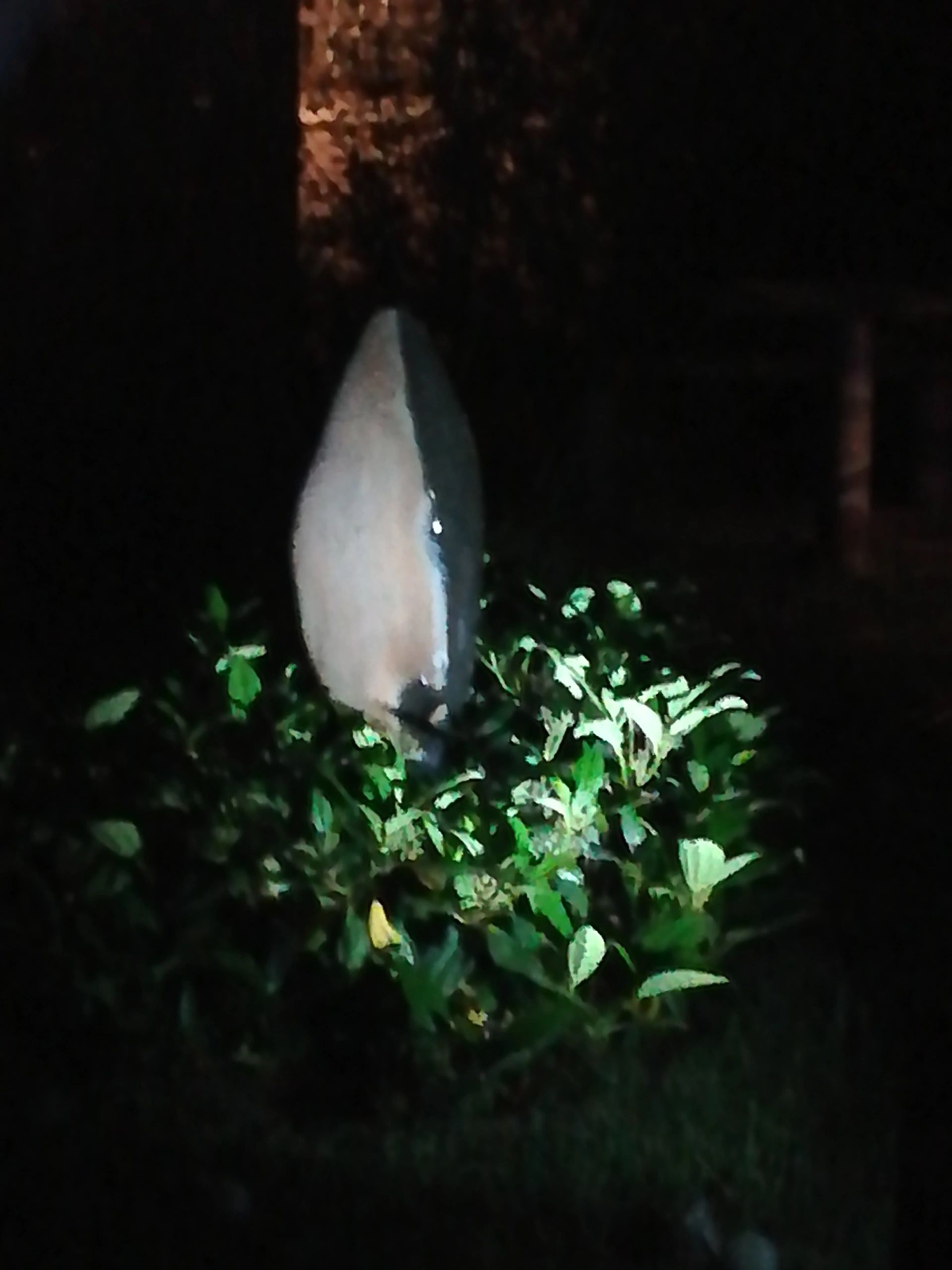 Solar wandspot Highlight voor wandmontage of grondspies - buitenlamp op zonne energie