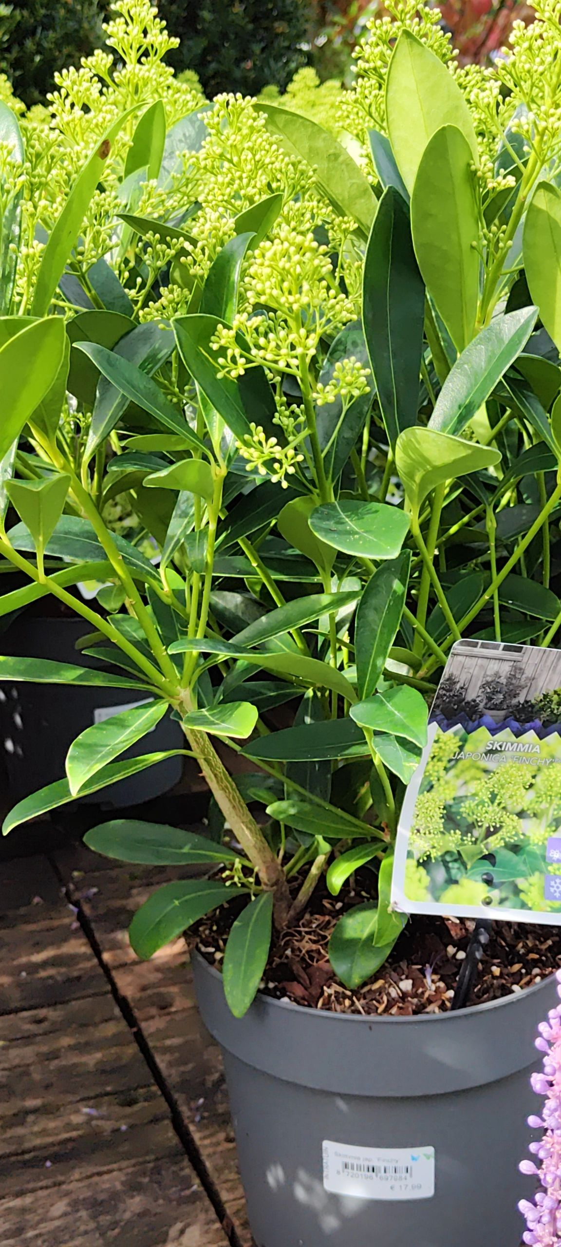 Solar priklamp Verona zwart met warm wit licht