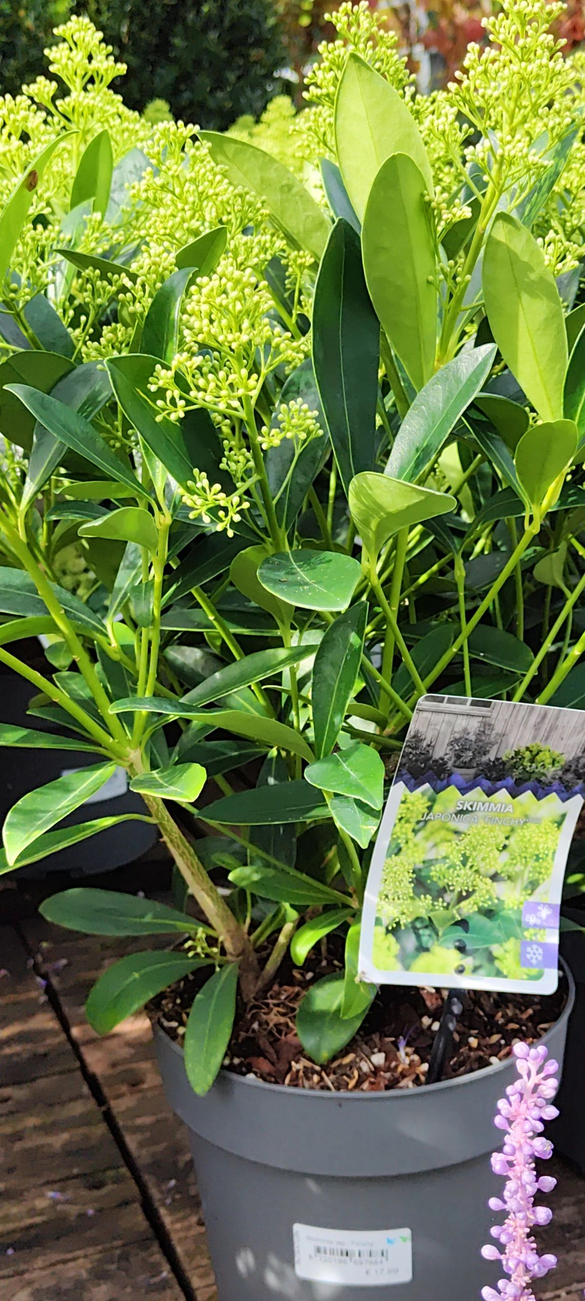 Solar priklamp Verona zwart met warm wit licht